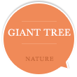 giant trees