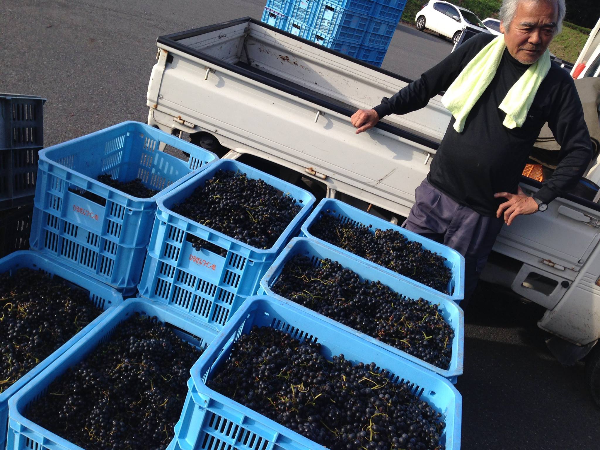 蒜山ワイン葡萄収穫