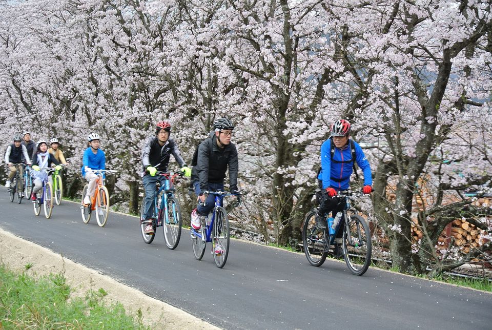 桜　サイクリング