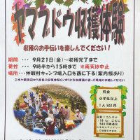 ヤマブドウ収穫体験