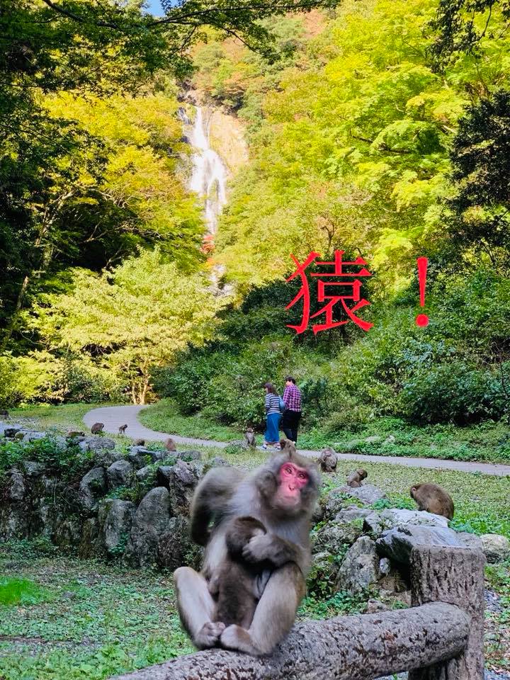 神庭の滝の猿
