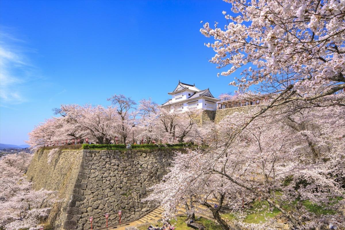 津山城桜