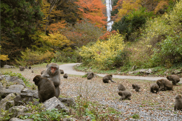 神庭の滝秋のサル