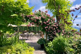 ハービル6月バラ