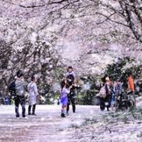 桜フェスティバル