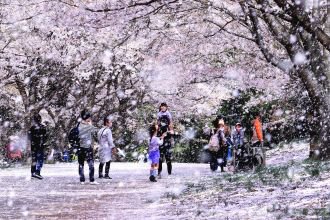 桜フェスティバル