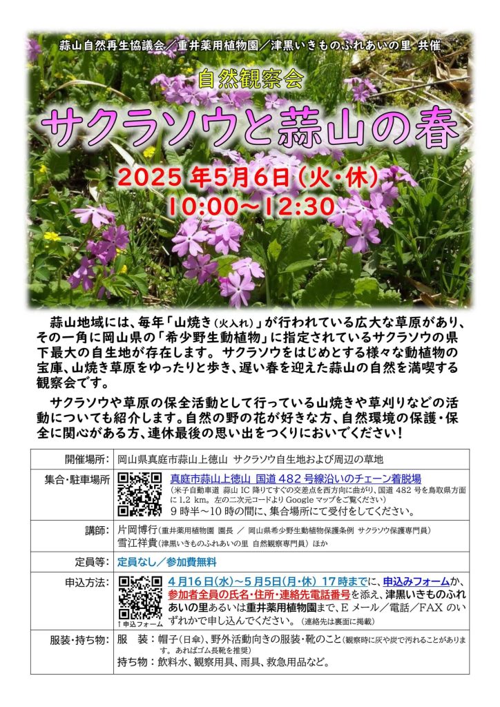 サクラソウ