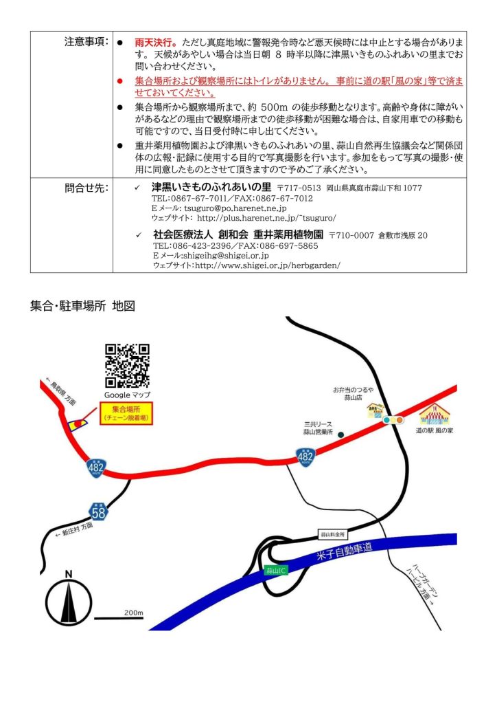 サクラソウ