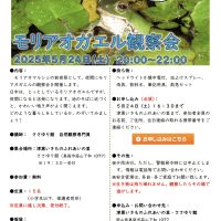 モリアオガエル　津黒いきものふれあいの里