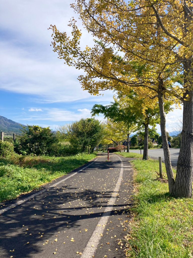 自転車道