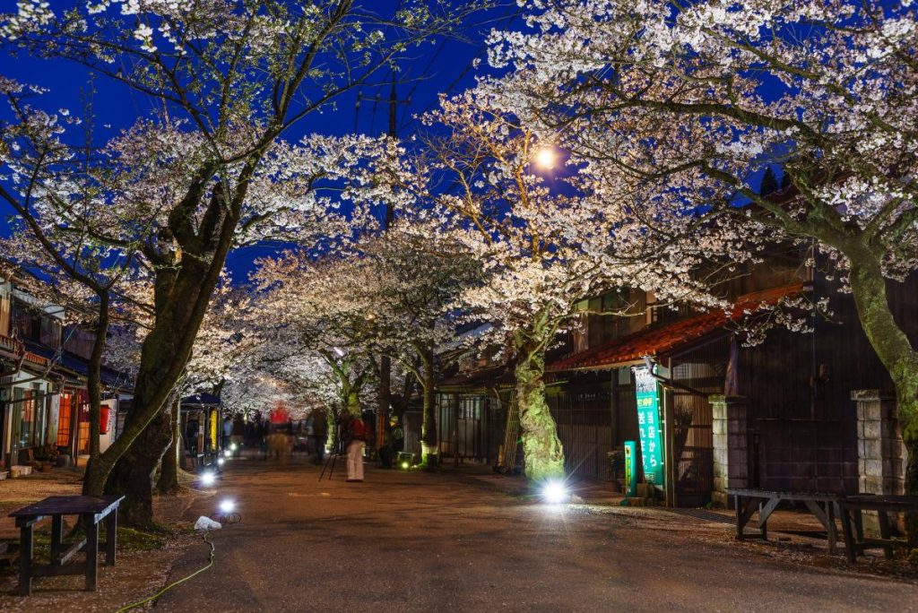 がいせん桜