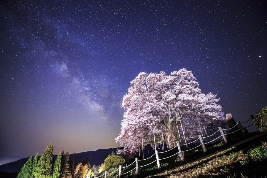 岩井畝の大桜